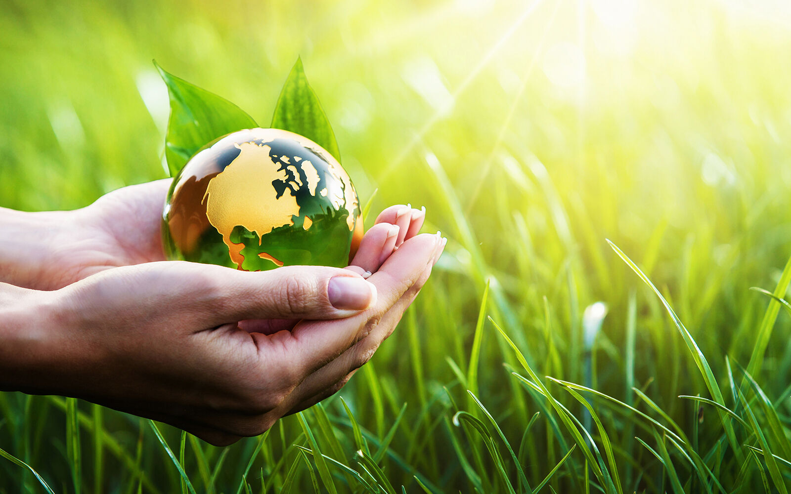 Kompensation des Fussabdruckes der verkauften Produkte