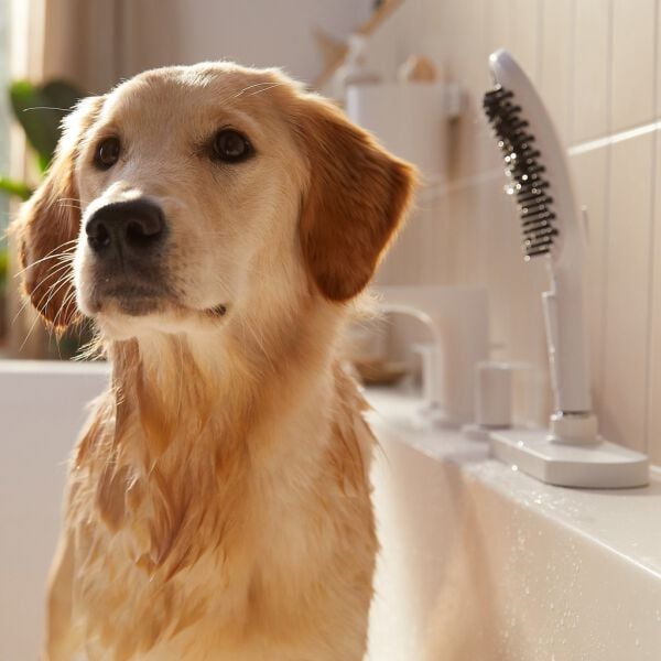 Douche pour chien Hansgrohe DogShower blanc mat image number 4