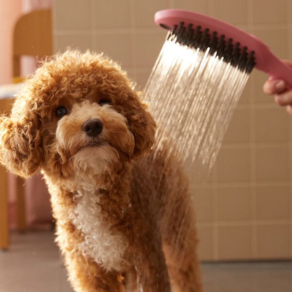 Hundebrause Hansgrohe DogShower pink image number 3