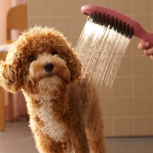 Douche pour chien Hansgrohe DogShower Pink image number 3